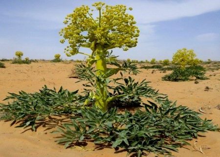 بهره برداری از گیاهان دارویی همچون آنغوزه بدون اخذ مجوز ممنوع و غیر قانونی است