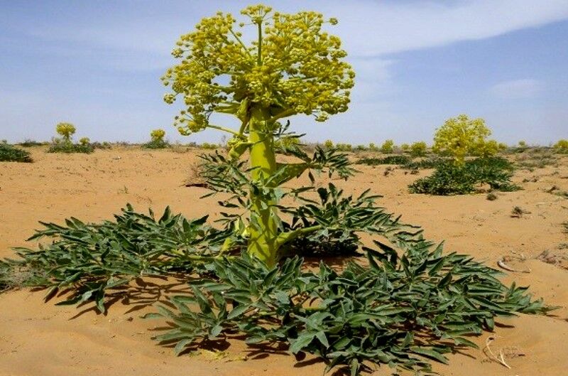 بهره برداری از گیاهان دارویی همچون آنغوزه بدون اخذ مجوز ممنوع و غیر قانونی است