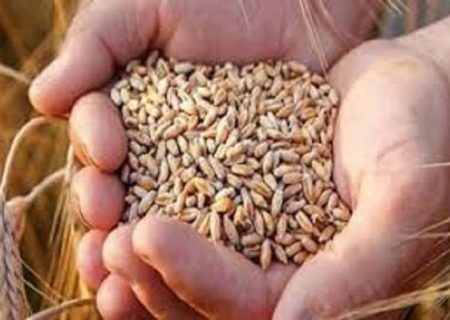کاشت بیش از 5 هزار  هکتار گندم در کوار