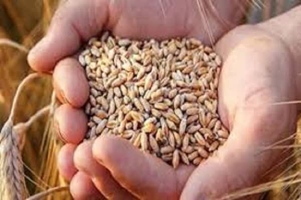کاشت بیش از 5 هزار  هکتار گندم در کوار