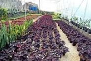 توسعه گلخانه های کوچک مقیاس در شهرستان کوار