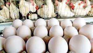 تولید و بسته بندی سالانه ده هزار تن تخم مرغ در کوار