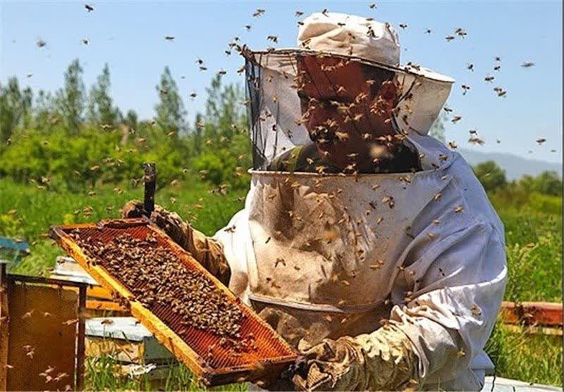 تولید سالانه بیش از 200 تن عسل در کوار