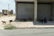 جمع آوری سگ‌های ولگرد در شهرستان کوار یک مطالبه جدی مردم است