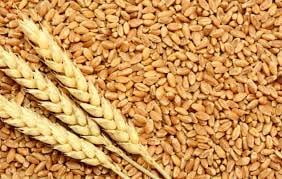 توزیع بذر گندم گواهی شده در کوار آغاز شد