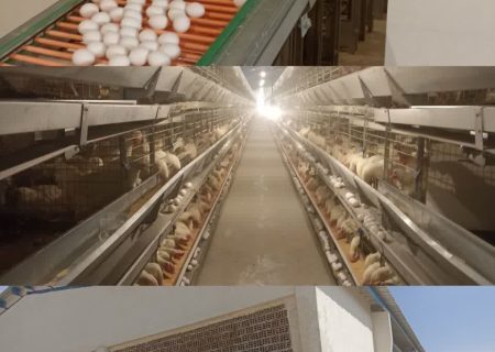 بهره برداری فاز اول بزرگترین واحد پرورش مرغ تخمگذار در کوار