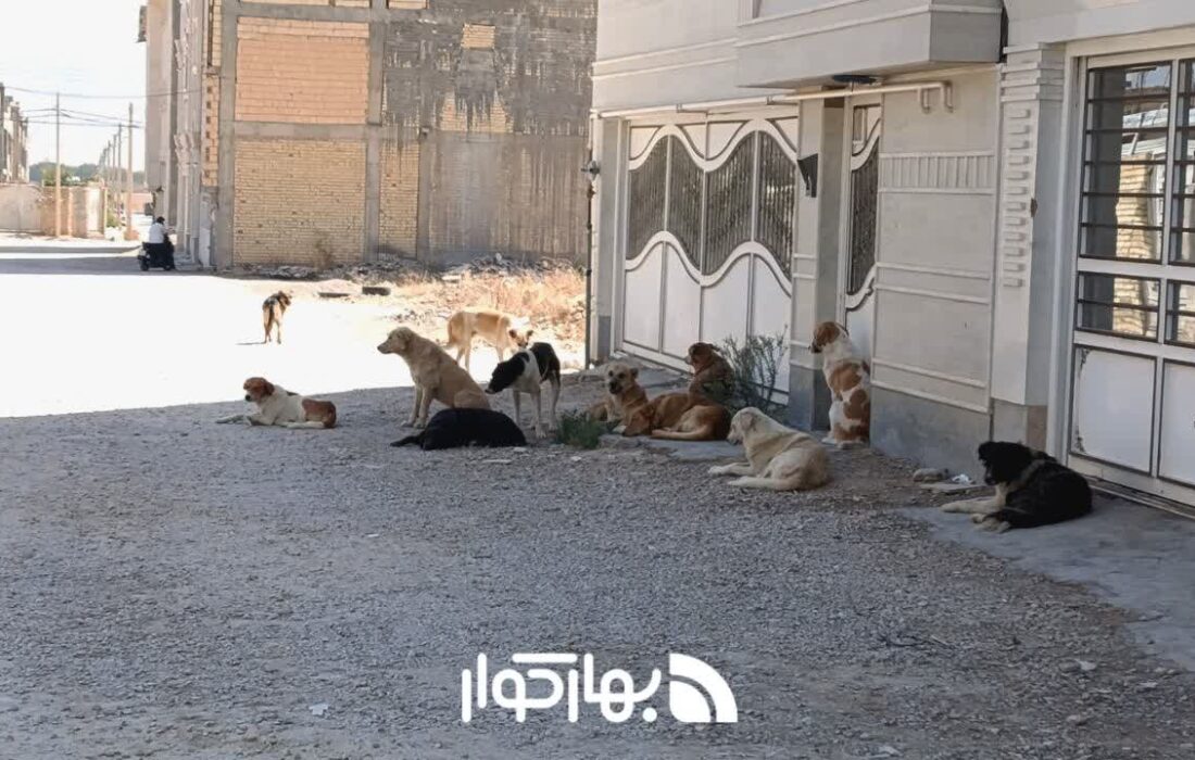 معضل سگ های ولگرد همچنان دامن‌گیر شهر و روستا