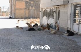 معضل سگ های ولگرد همچنان دامن‌گیر شهر و روستا