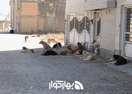 معضل سگ های ولگرد همچنان دامن‌گیر شهر و روستا